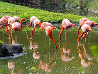 a flock of beautifully red Phoenicopterus ruber, Greater Flamingo
