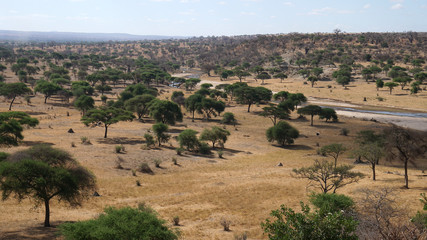 Naklejka premium Safari Tarangire Nationalpark Tansania