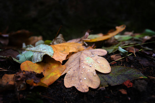 wet, autumn leaves lying on dark, wet, rotten ground