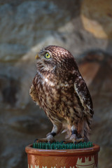 Portrait of Little Burrowing Owl with Brown Plumage and Yellow E