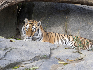 Amur Tiger, Panthera tigris altaica, lying on stone