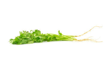 Coriander isolated on white background
