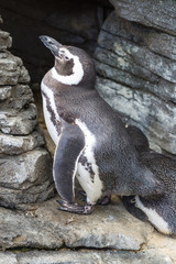 African Penguin, Spheniscus Demersus, also known as the Jackass 