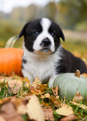 corgi puppy dog with a pumpkin on an autumn background
