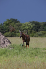 Wild Tsessebe Antelope in African Botswana savannah