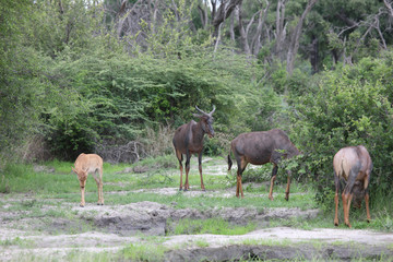Naklejka na ściany i meble Wild Tsessebe Antelope in African Botswana savannah