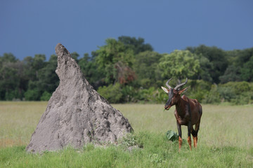 Wild Tsessebe Antelope in African Botswana savannah