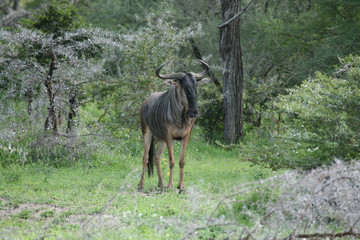 Wild Tsessebe Antelope in African Botswana savannah