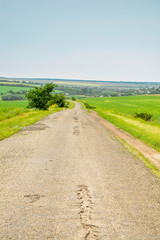 Rural road. A summer rural landscape.