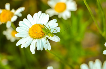 Grasshopper on the  flower Daisies, Bellis perennis close up © mystockvideo/photo