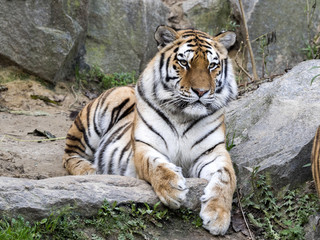 Fototapeta na wymiar Amur Tiger, Panthera tigris altaica, lying on stone