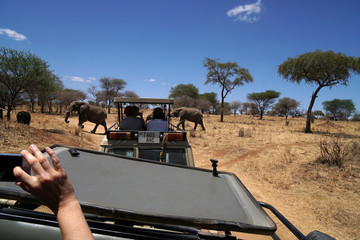 Safari Tarangire Nationalpark Tansania