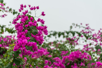 The branch of the colorful Bougainvillea in Singapore over the blue sky