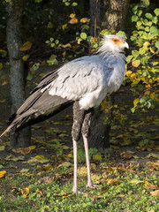 Secretary bird, Sagittarius serpentarius, long legs kills even poisonous snakes