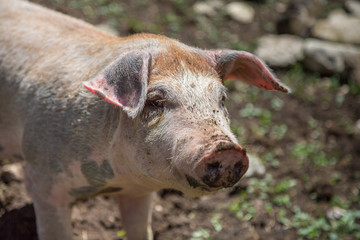 Dirty Little Domestic Pig in a Farm