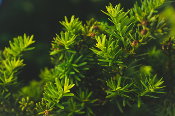 Taxus (Yew tree) in the garden. Selective focus. Shallow depth of field. Toned image.