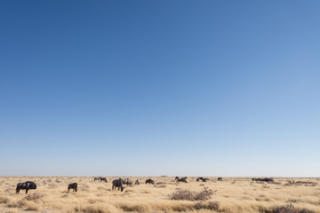 Fototapeta na wymiar Wildebeest Grazing - Etosha National Park - 2017