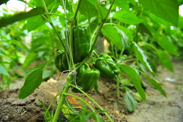 Green pepper in greenhouses