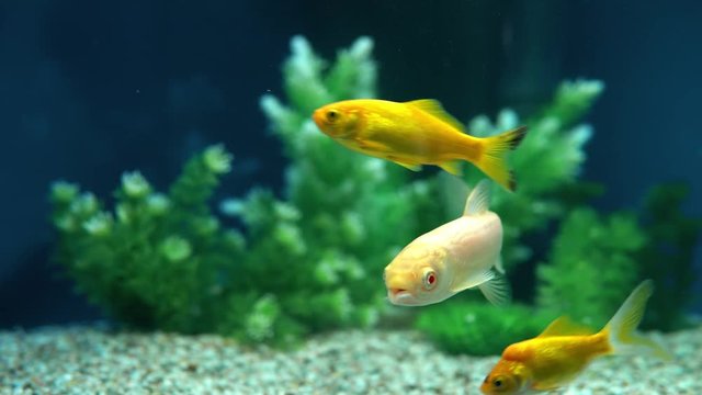 Yellow and Red Goldfish Swimming In Aquarium
