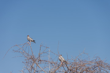 Goshawk Perched - Etosha National Park -Namibia - 2017