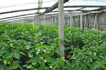 Green pepper in greenhouses