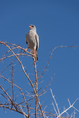 Goshawk Perched - Etosha National Park -Namibia - 2017