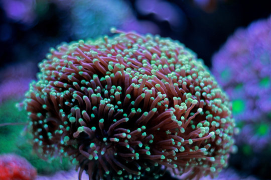 Euphyllia Torch lps coral