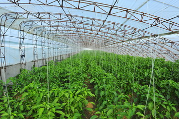 Green pepper in greenhouses