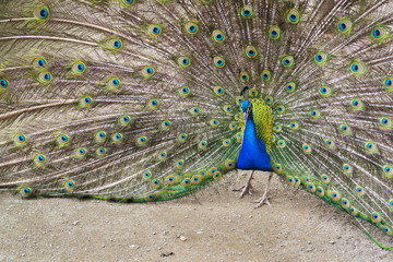 Obraz premium Beautiful indian blue peafowl male showing bright colorful feathers