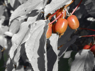 hardy kiwi fruits of my little kiwi shrub in colored design