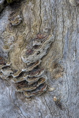Texture of an old tree, nature background