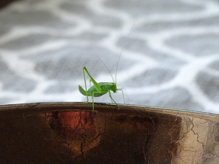 Gr&uuml;ner Springer