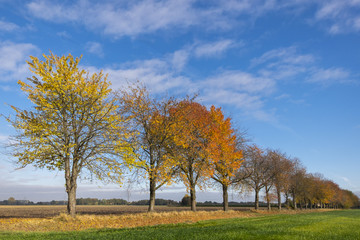 Fototapeta premium Herbst
