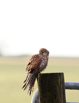 Female common kestrel