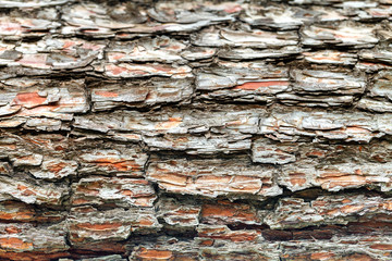 The bark of the old tree. Background