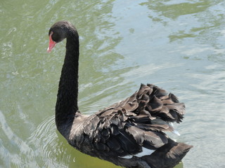 Black Swan