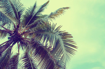 Obraz na płótnie Canvas Plam tree on the white background (palm, tree, coconut)