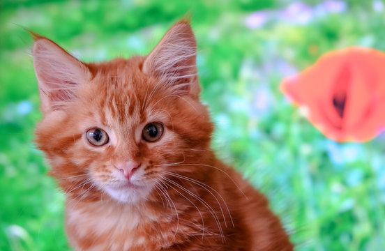 Red Main Coon Kitten