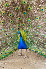 Obraz premium Beautiful indian blue peafowl male showing bright colorful feathers