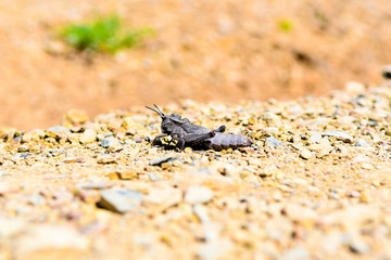 Desert Grasshopper