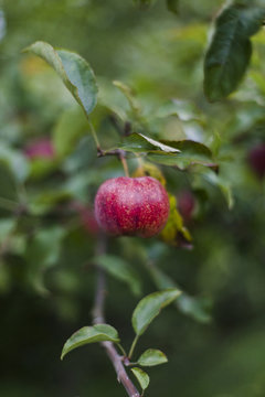 A ripe apple hanging on the branch of an apple tree