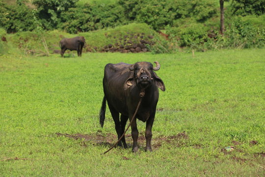 Bufflow in farm with green grass background