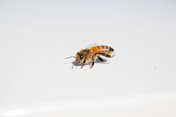 Bumble Bee in Fall 3