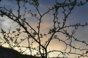 thorns and sunset