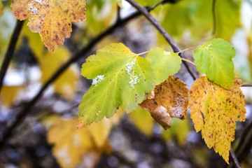 Autumn. Leaves in the snow. Winter Is Coming