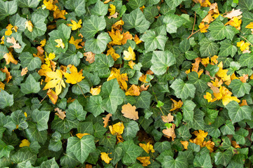 layer of growing on the ground of plants (ivy) with green leaves and lying on them, autumn, fallen from the trees, orange leaves