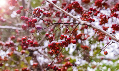 Berries in the snow. The first winter snow on the leaves. Red berries under the snow.