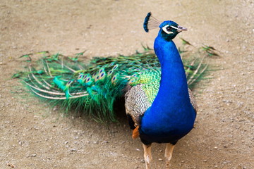 Beautiful indian blue peafowl male showing bright colorful feathers