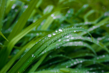 Fototapeta na wymiar Green grass leafs background.