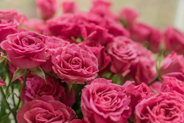 bunch of pink roses background, soft focus